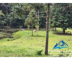 Sitio com 22 alqueires no bairro do Peão em Piracaia SP